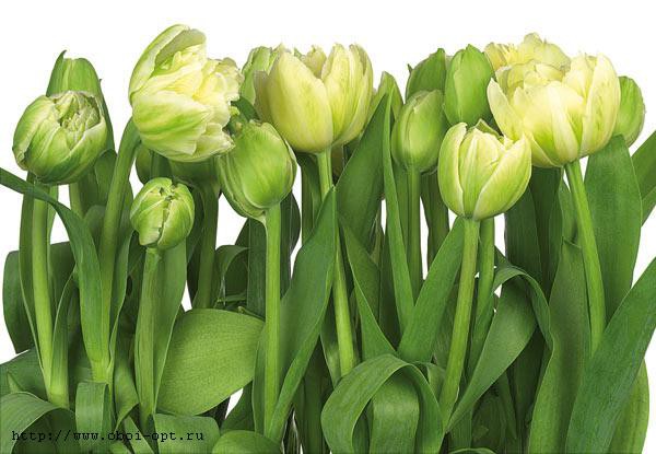 8-900 Tulips 368254.jpg