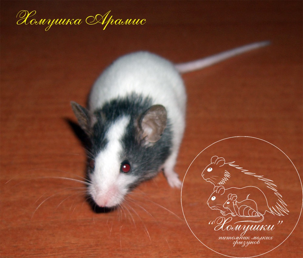 26.07.2009 12:03:18