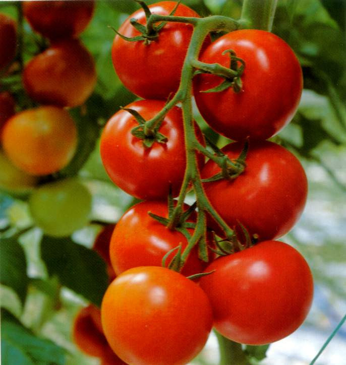 tomato_plants-631.jpg