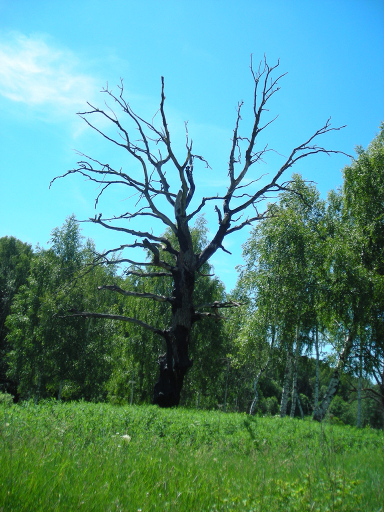 DSCN1359-1