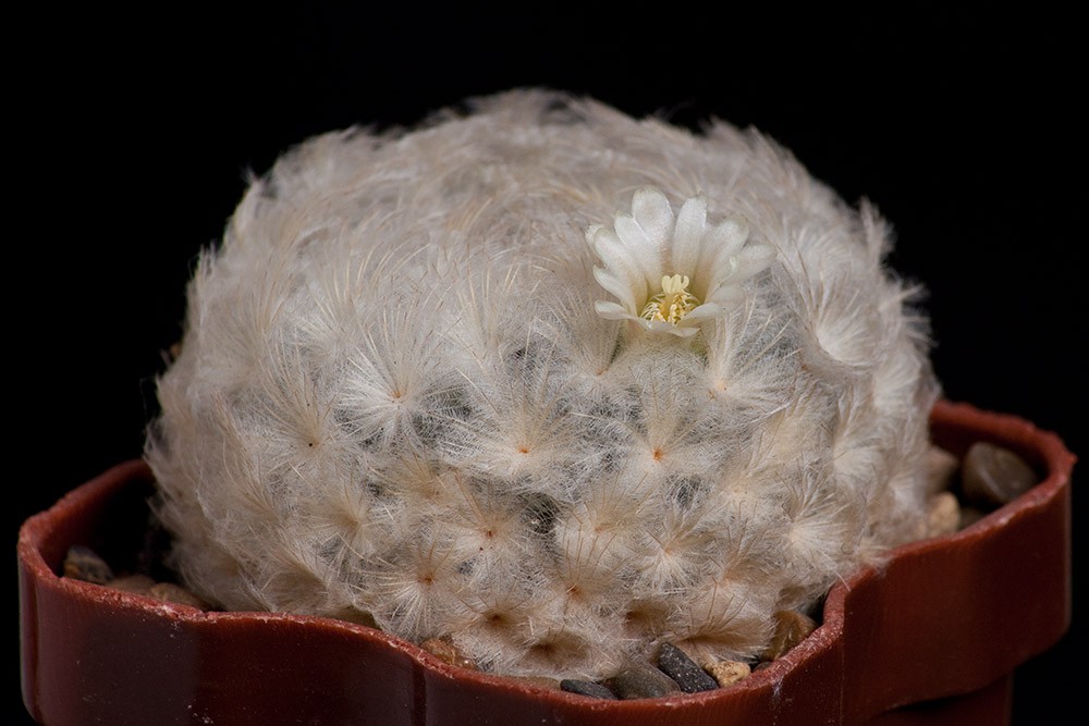 2010.10.28 Mammillaria plumosa