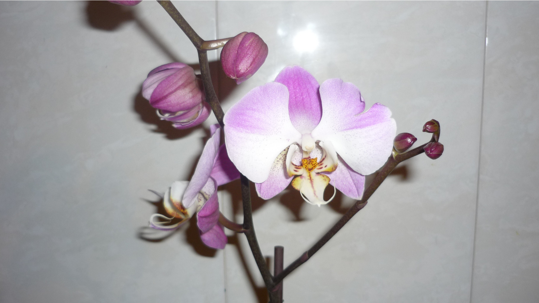 Phalaenopsis So Satisfied ( Dimension)