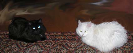 коты.jpg
