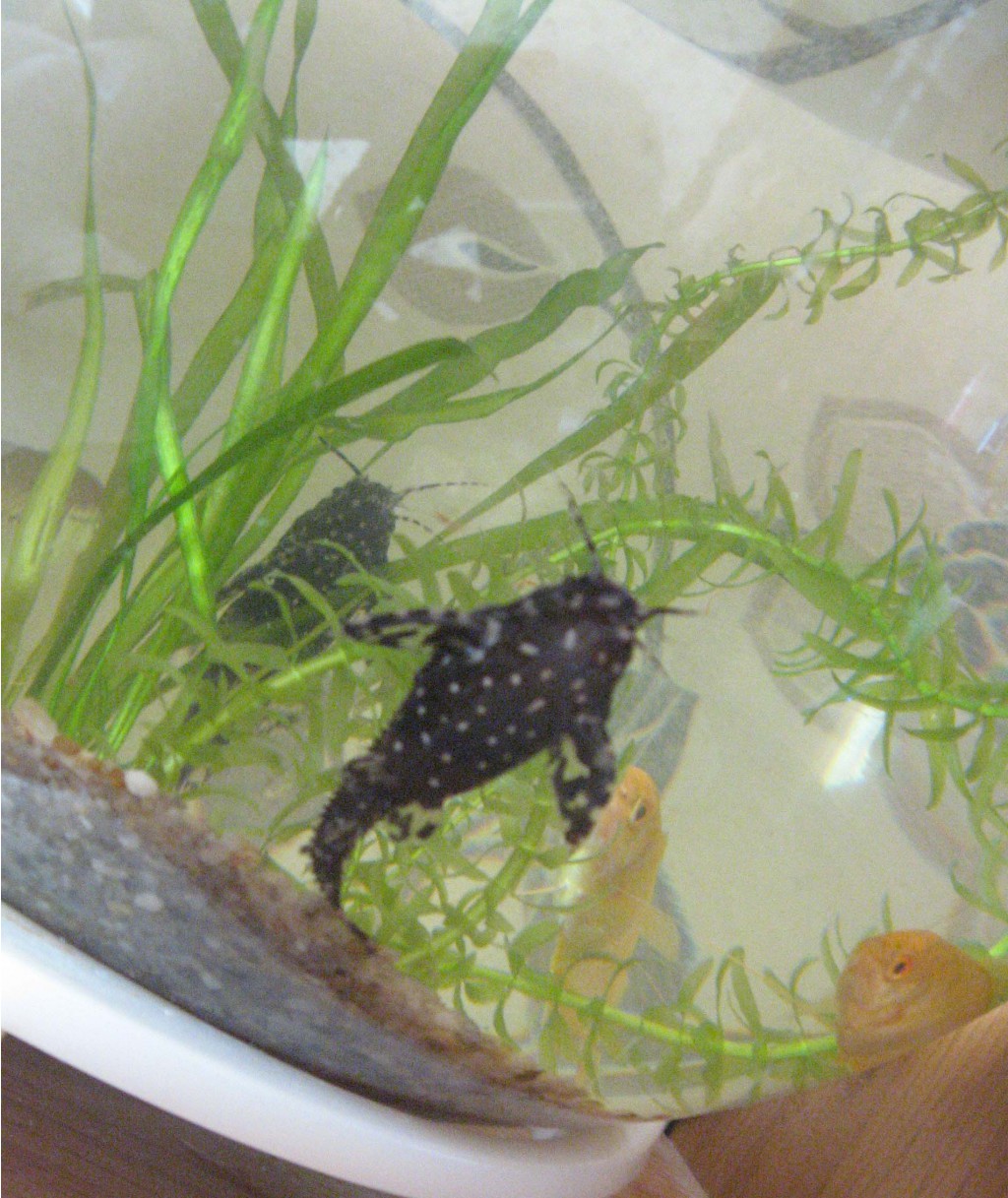 16.08.2009 23:04:08