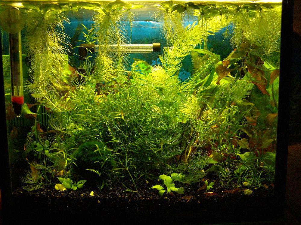 17.08.2009 15:53:56