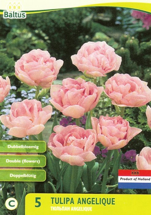 Tulipa_Dubbel_Laat_Angelique_5_59.jpg