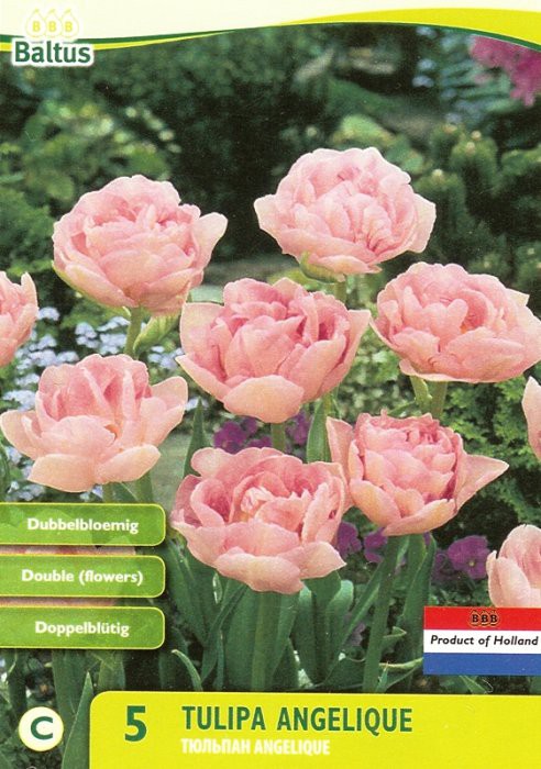 Tulipa_Dubbel_Laat_Angelique_5_59.jpg