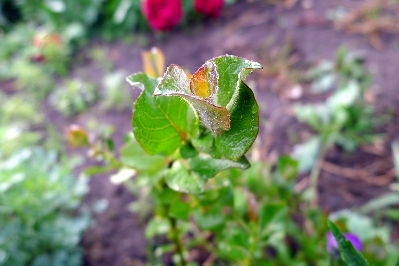 ! Salix calcicola 