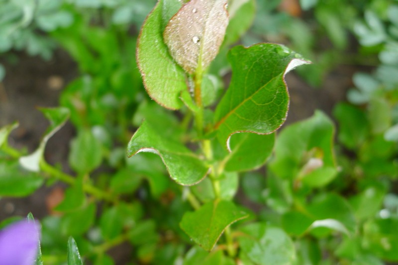 ! Salix calcicola 