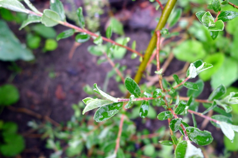 Salix lapponum 