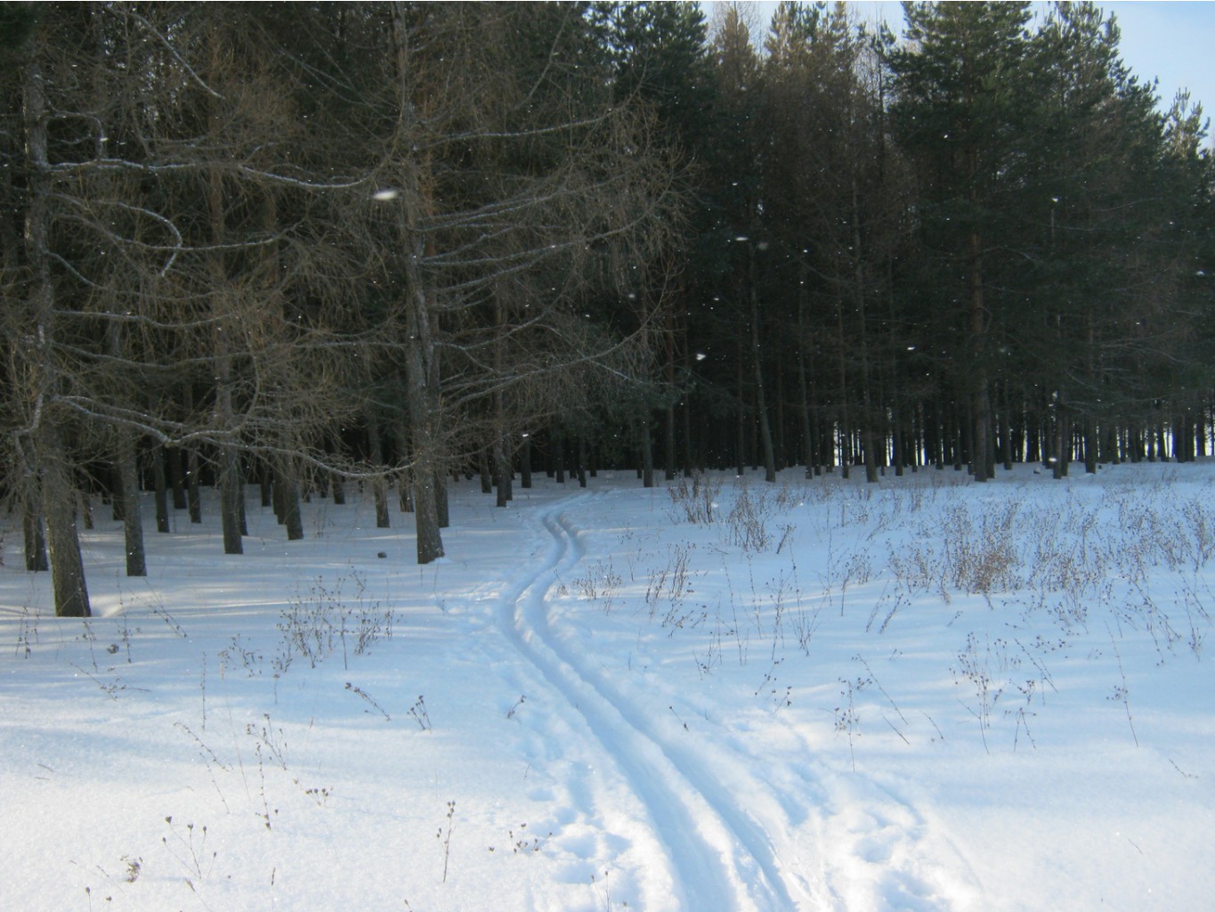 IMG_3721.jpg