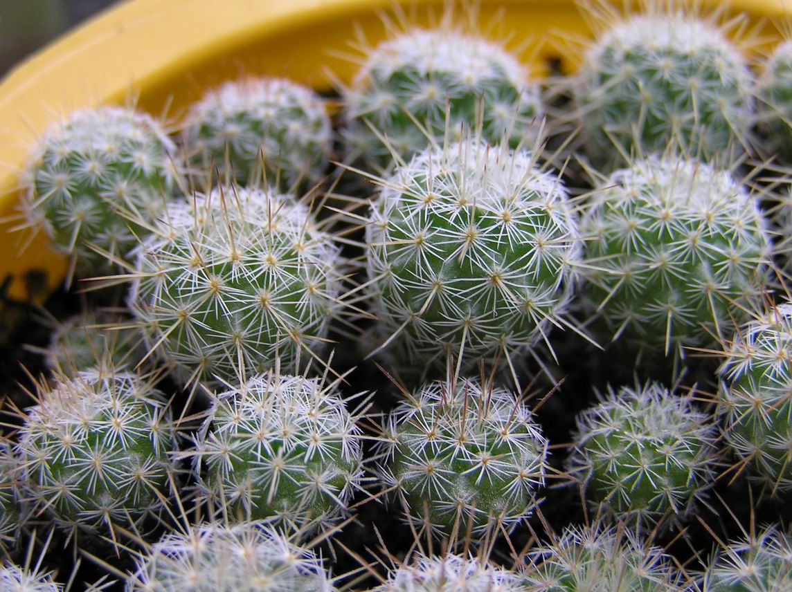 Mammillaria sp.