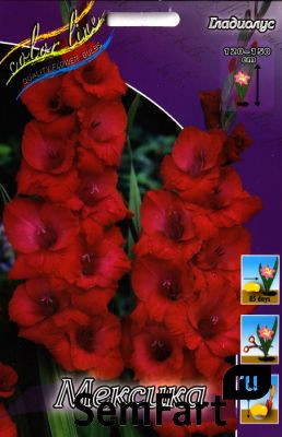 5565367_gladiolus_Meksika__4-74.jpg