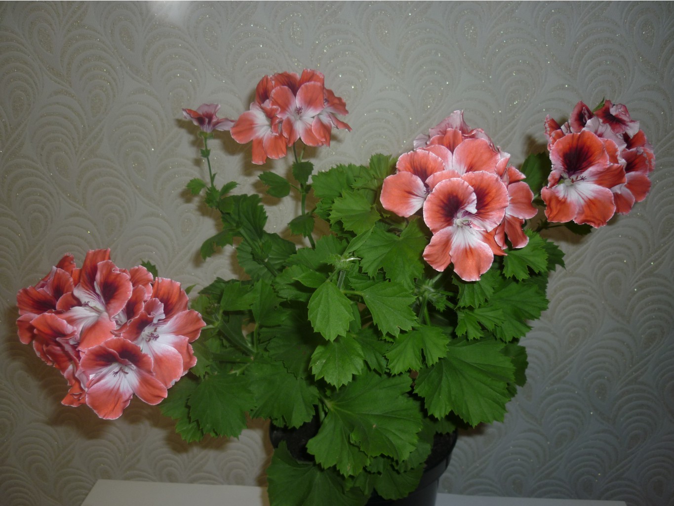 P1070255.JPG