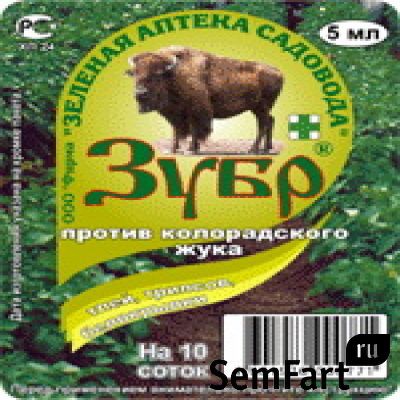 зубр