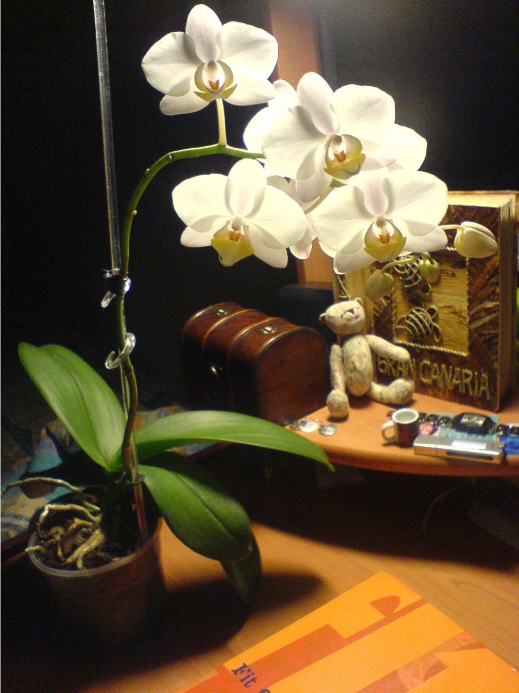 Phalaenopsis Amabilis