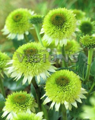 ЭХИНАЦЕЯ	ГРИНЛАЙН