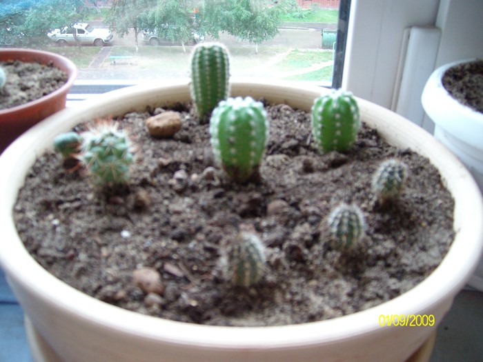 3 -Setiechinopsis mirabilis