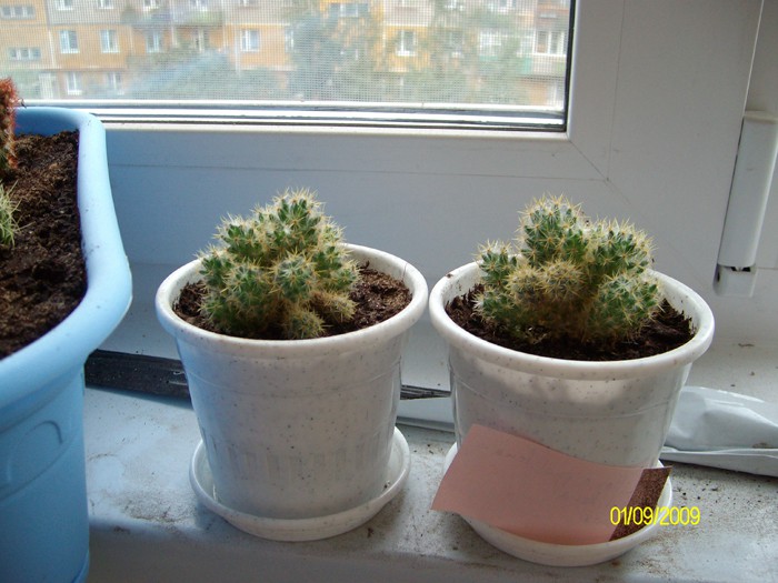 Mammillaria prolifera ssp. prolifera