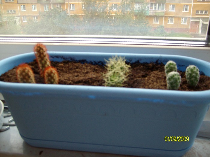 1-Mammillaria elongata.2-Mammillaria decipiens ssp.camtorichta.3-Mammillaria vetula ssp.gracilis