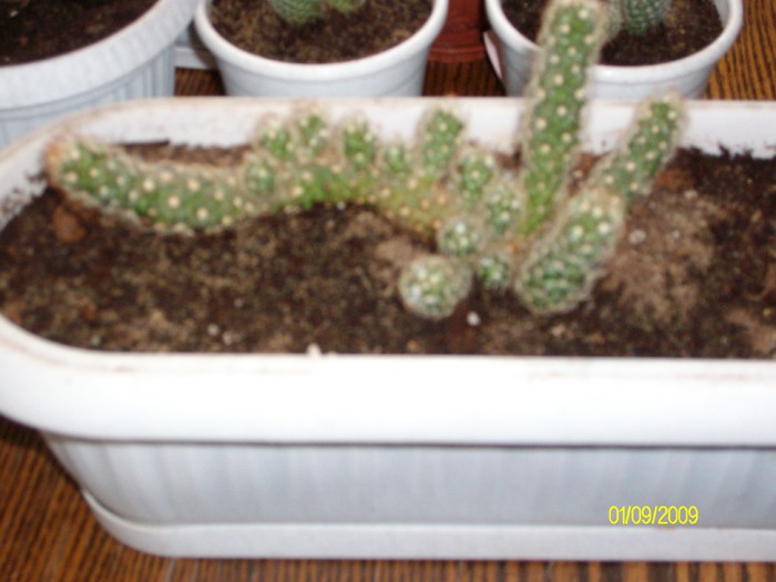 Mammillaria enongata ssp.echinaria