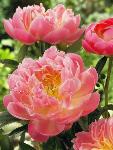 ПИОН ПИНК ГАВАЙАН КОРАЛ