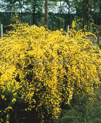   Cytisus praecox Allgold  ( )