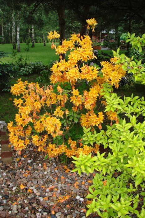 Rhododendron    'Golden Eagle' Knapp Hill.  Rh. calendulaceum ().  ( )