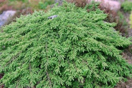     Juniperus comm. \'Green Carpet\'  ( )