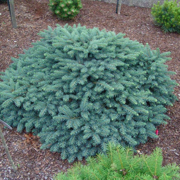   \'Waldbrunn\' Picea pungens 'Waldbrunn  ( )