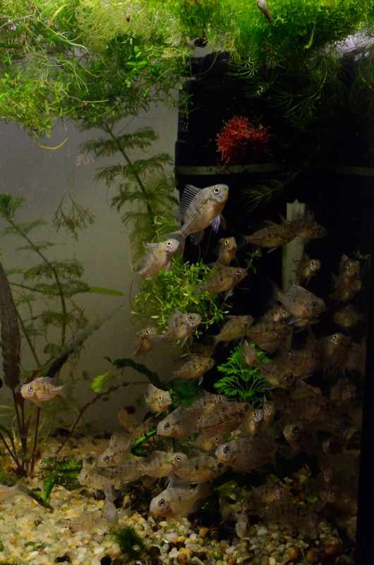 DSC_1750_006.JPG