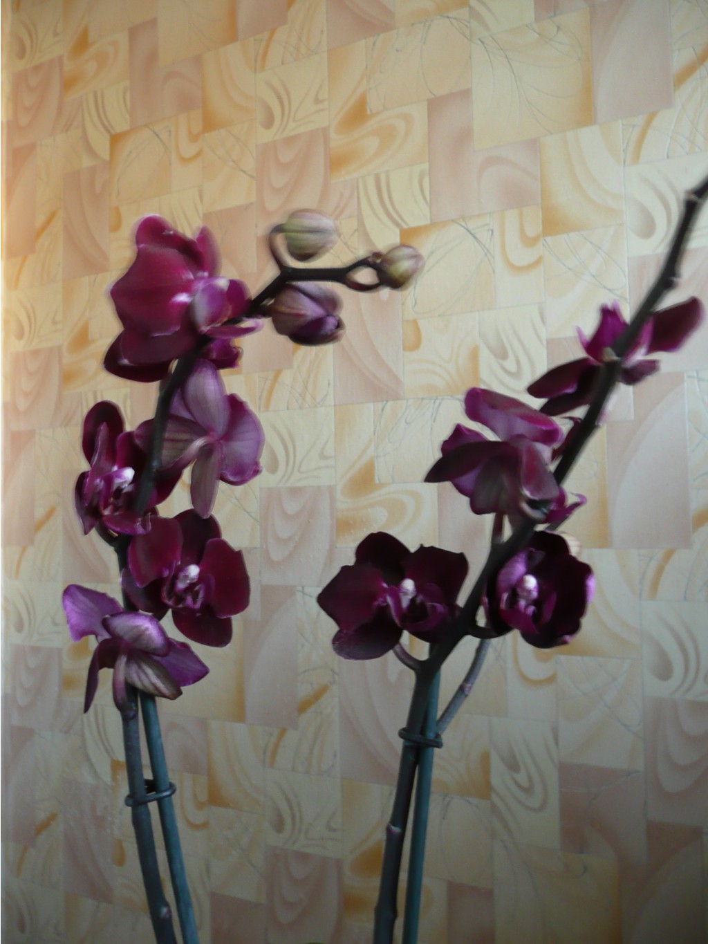 Phalaenopsis Elegant Happy Angel.JPG