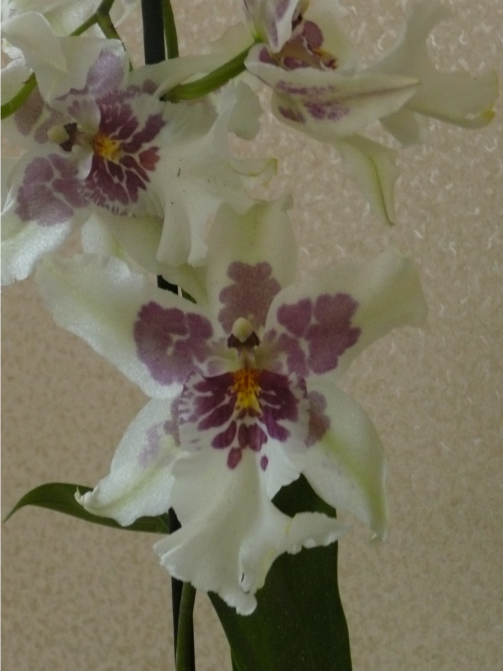 Orchidee Cambria Tahoma.JPG