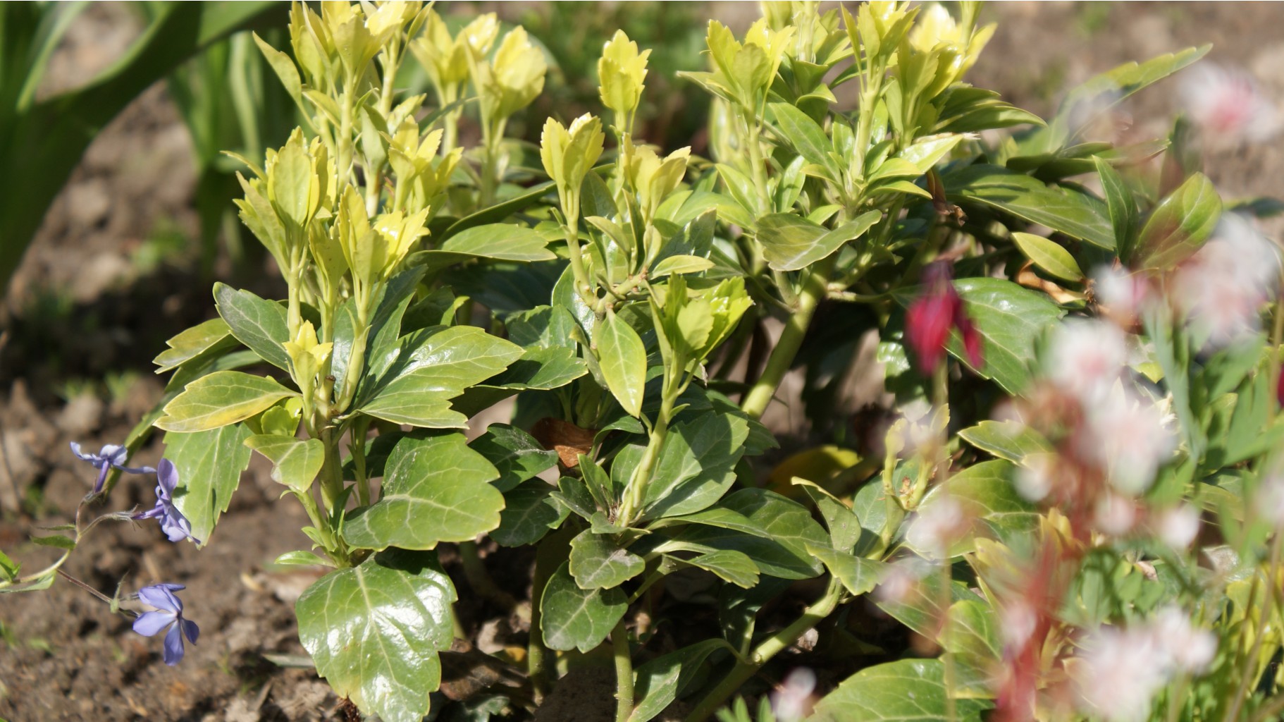 пахизандра верхушечная 