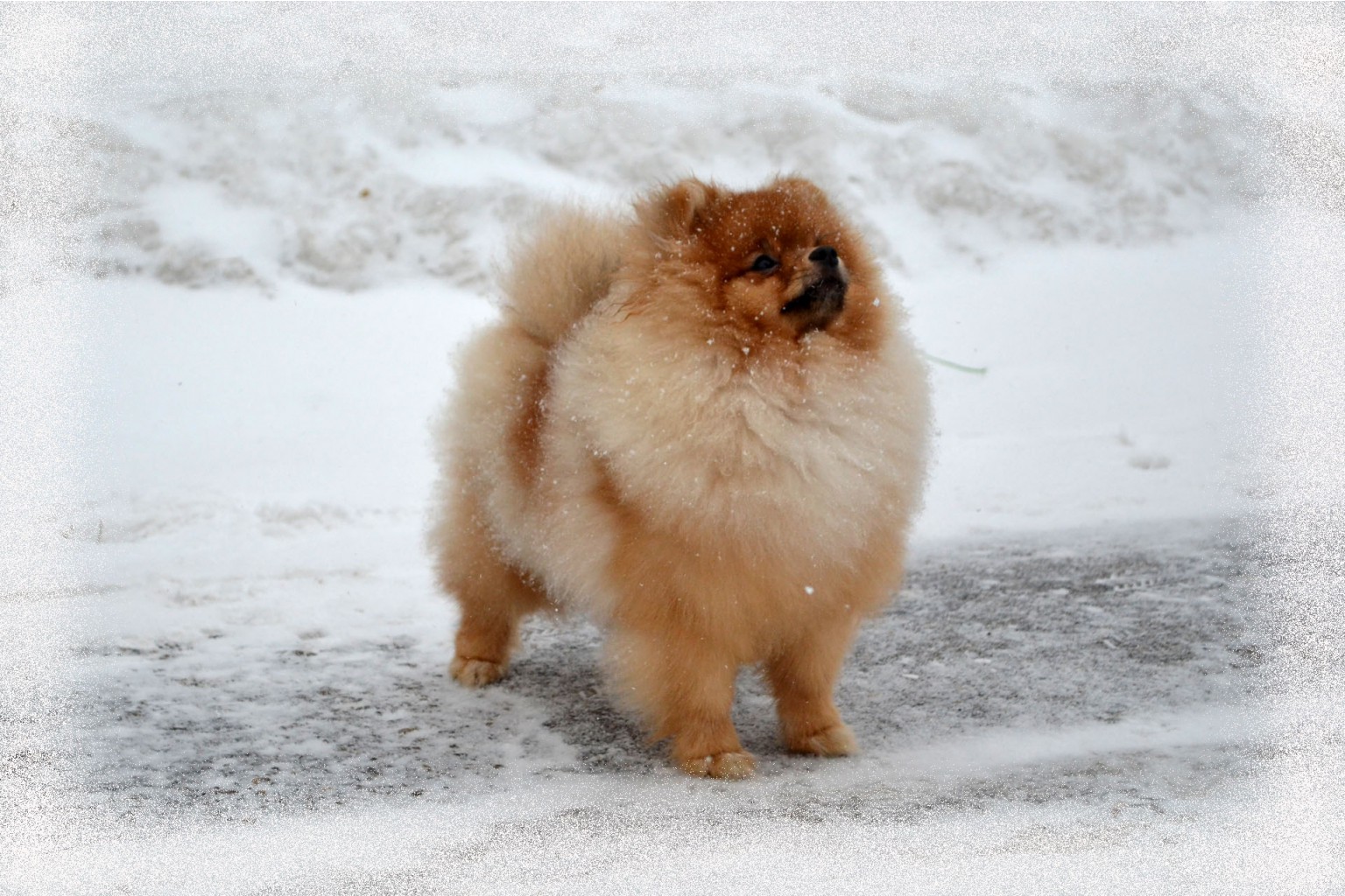 Мишка в снегу 6.jpg