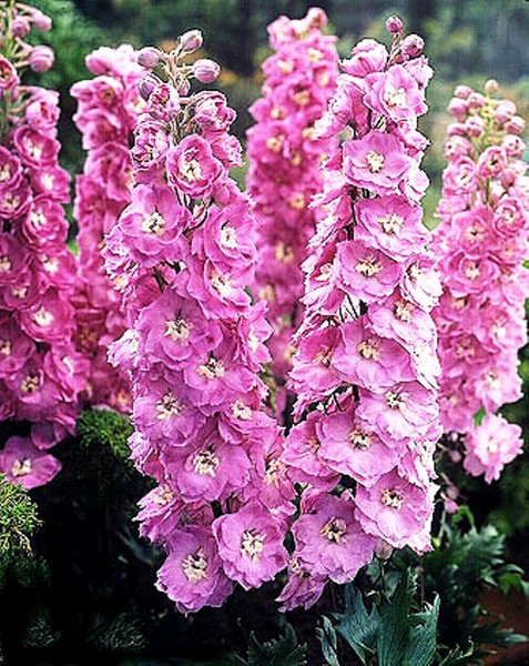   (Delphinium x cultorum).jpg