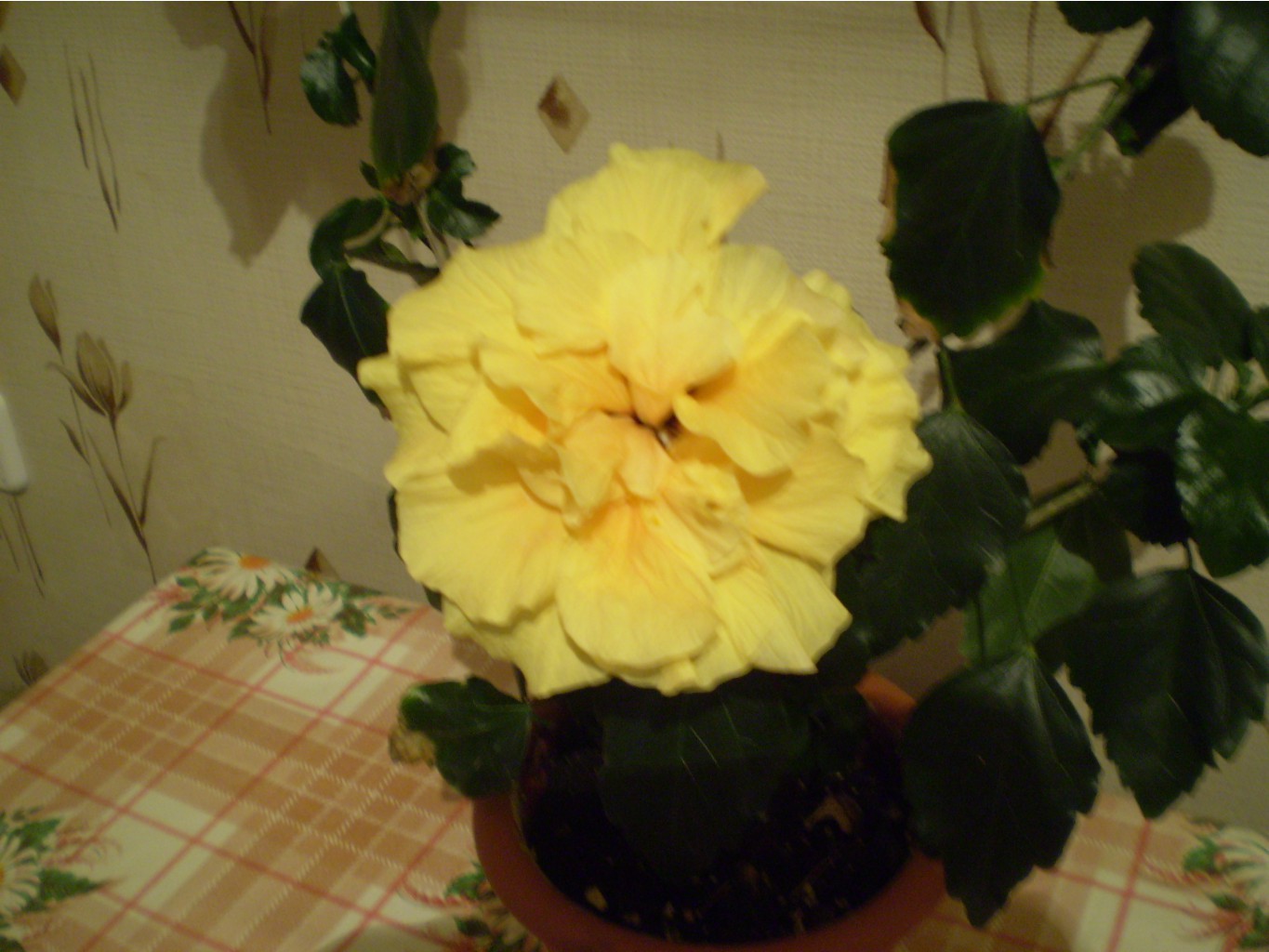 P1010039.JPG