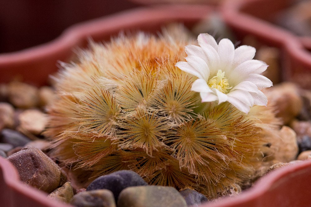 2012.01.19 Mammillaria carmenae