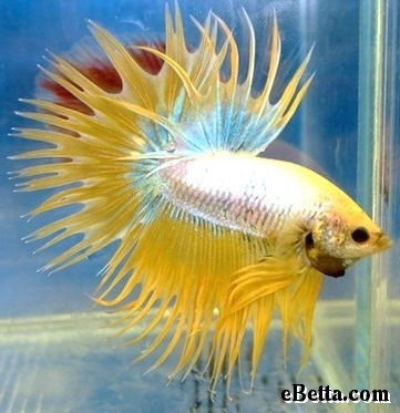 crowntailmale.jpg