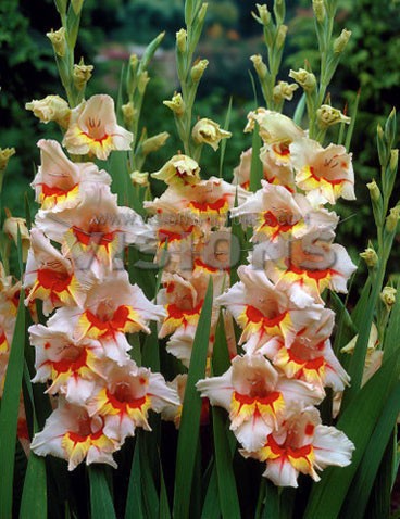 3206498.Gladiolus-butterfly-Blackpool.jpg