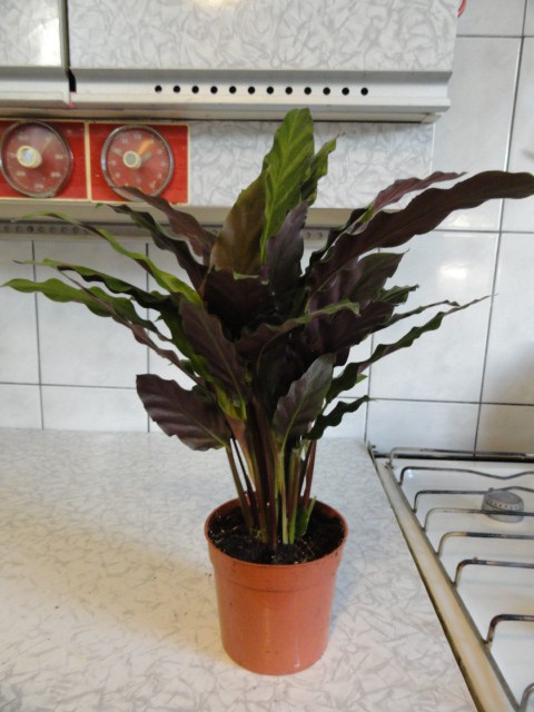    ( Calathea Rufibarba Wavestar)  - 250- 350  .