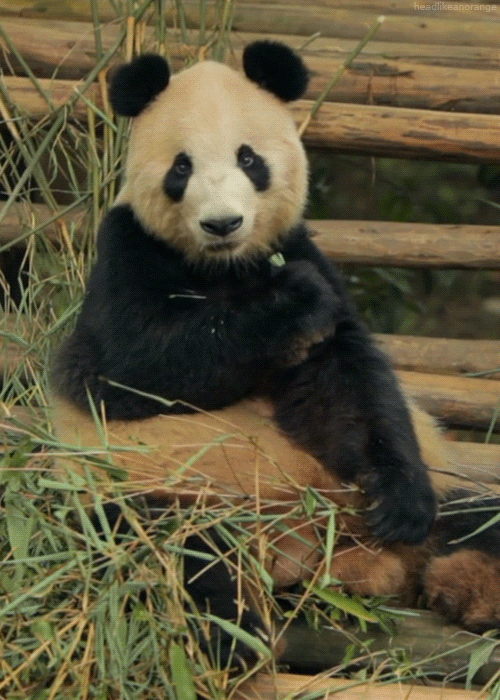 6607127.panda-gifki-dobro-dobrota-283343.gif