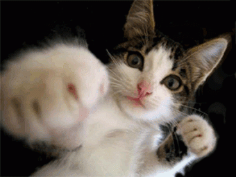 Cat-gif-cats-15443764-340-255.gif