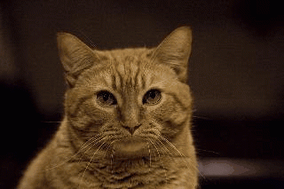 Cat-gif-cats-15443955-320-213.gif