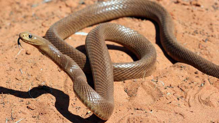 snake-2_taipan-snake.jpg