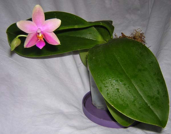 Phal Liodora 