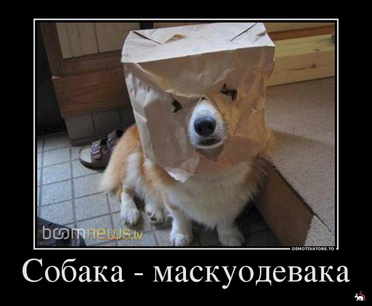 1361263471_176366_sobakamaskuodevaka_demotivators_ru.jpg