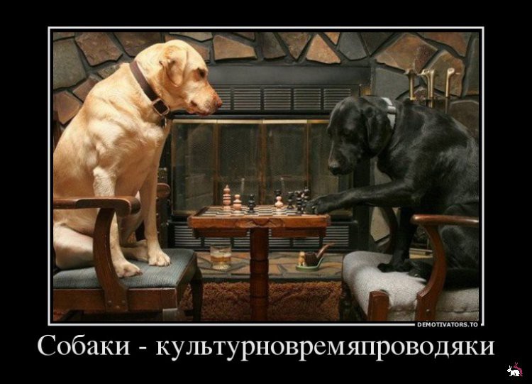 1361263471_520522_sobakikulturnovremyaprovodyaki_demotivators_ru.jpg