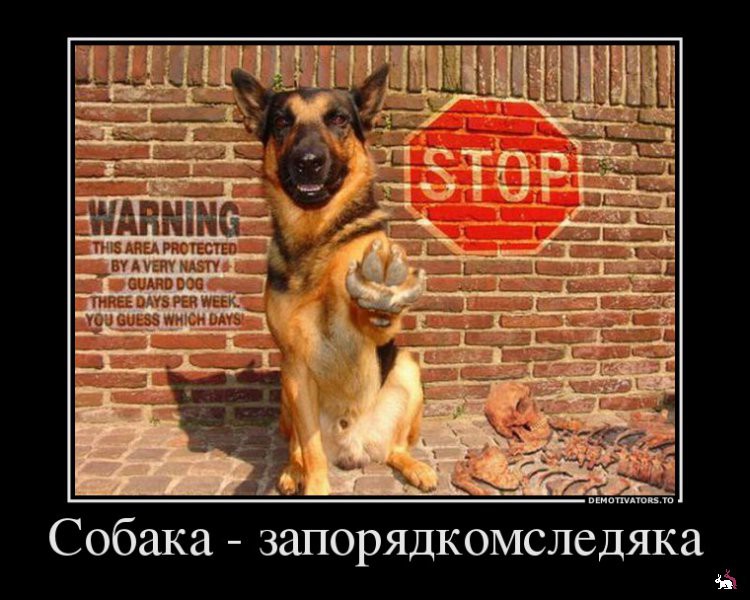 1361263471_634116_sobakazaporyadkomsledyaka_demotivators_ru.jpg