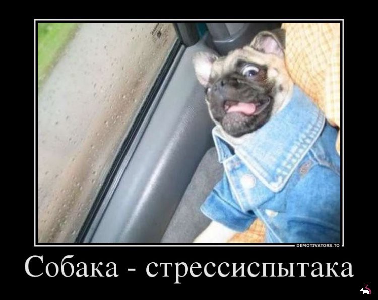 1361263652_699978_sobakastressispyitaka_demotivators_ru.jpg